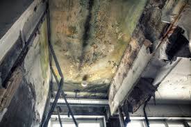 Why You Should Choose Our Mold Remediation Services in Peebles, OH